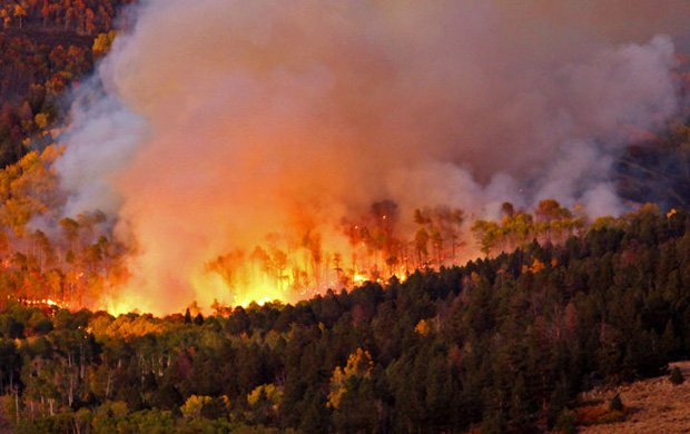 Wild Fire